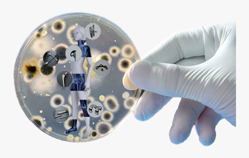 Microbes In Petri Dish, HD Png Download