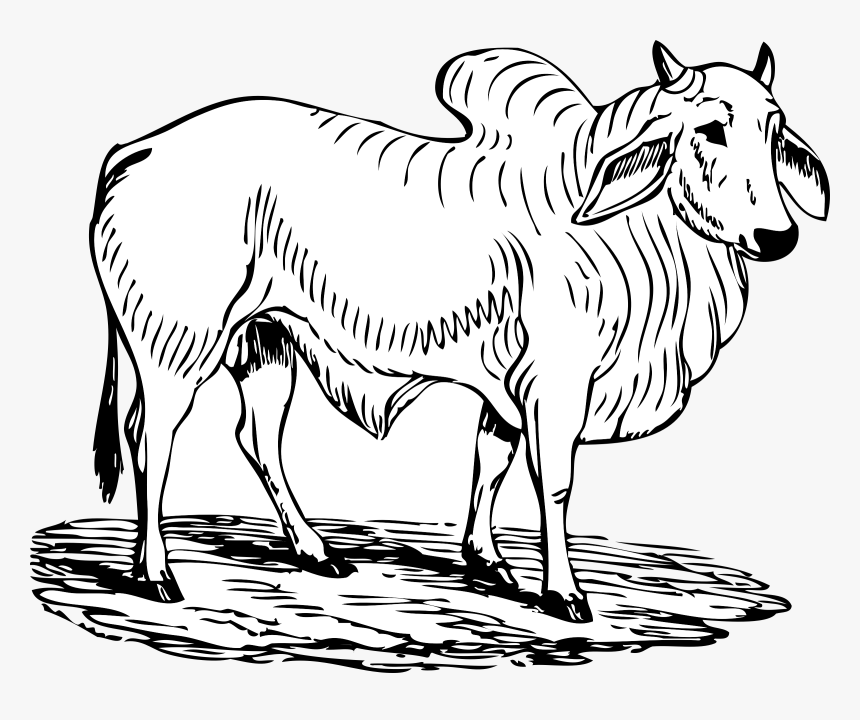 Monochrome Photography,horn,zebra - Ox Images Black And White, HD Png Download