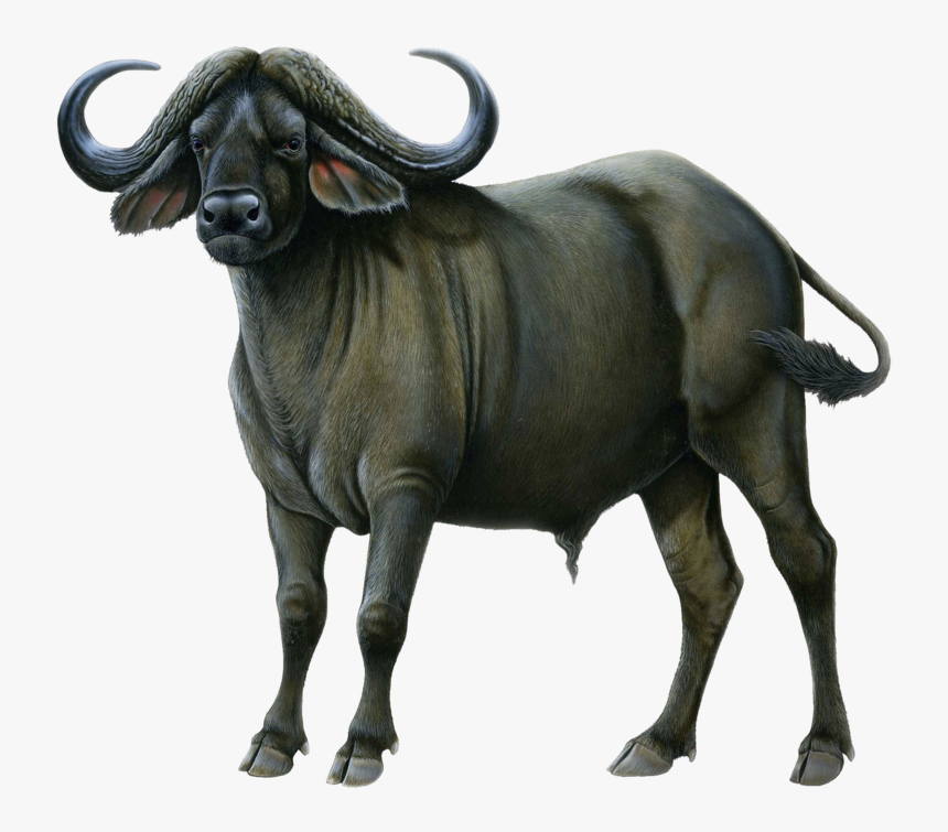 Ox Animal Png Picture - Buffalo Transparent Background, Png Download
