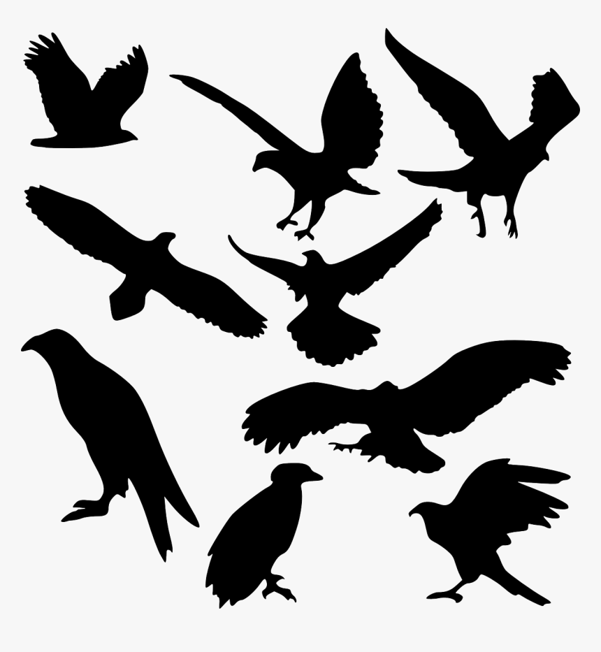 Bird, Bird Of Prey, Raptor, Eagle, Fly, Hawk, Iconset - Silhouette Wedge Tail Eagle, HD Png Download
