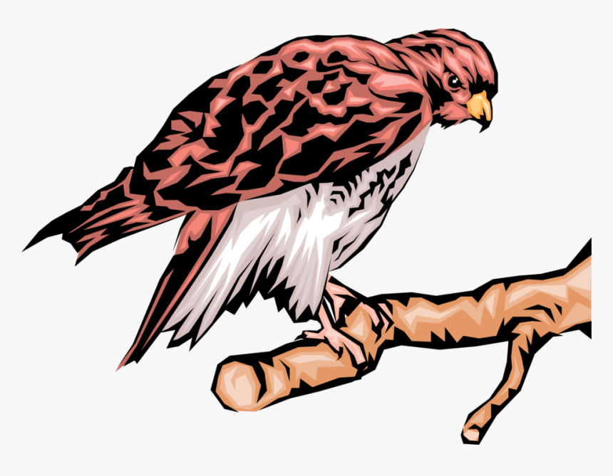 Vector Illustration Of Bird Of Prey Eagle Raptor Bird - Hawk, HD Png Download