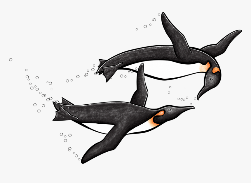 King Penguin, HD Png Download