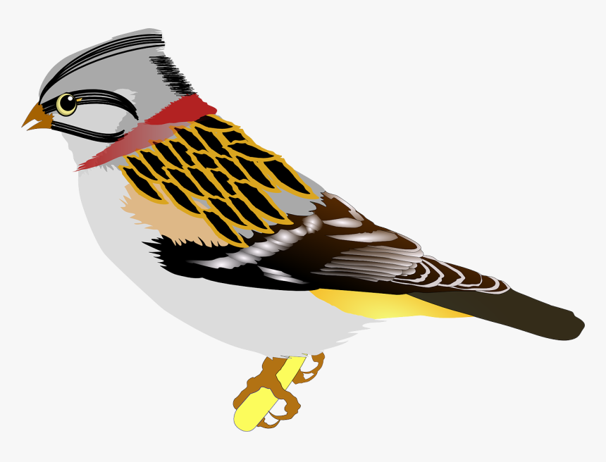 Wing,bird Of Prey,bird - Birds Clip Art, HD Png Download