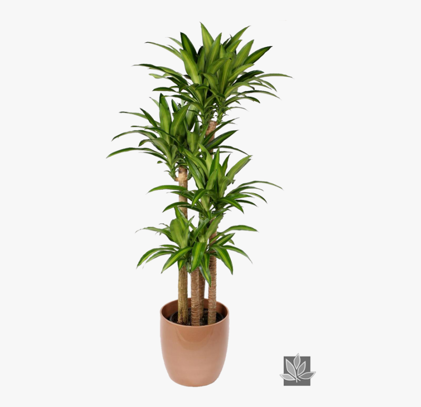 Office Plant Png - Dracena Massangeana, Transparent Png