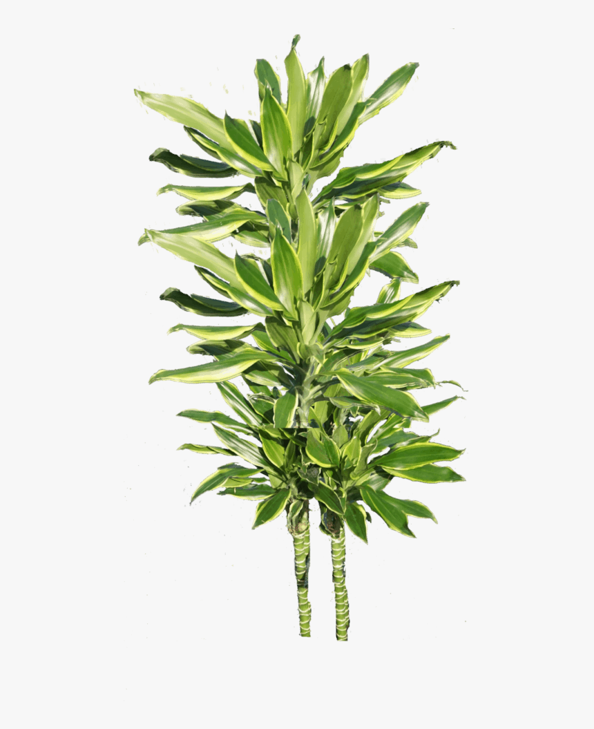 Houseplant, HD Png Download