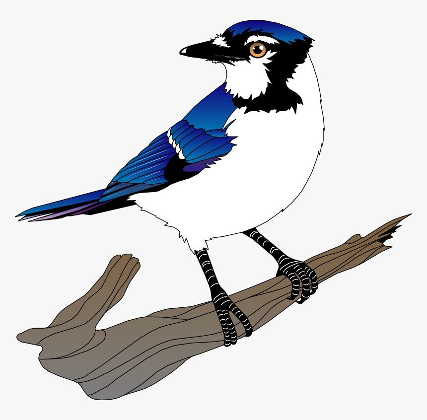 Free Vector Bird - Blue Jay Birds Clipart, HD Png Download