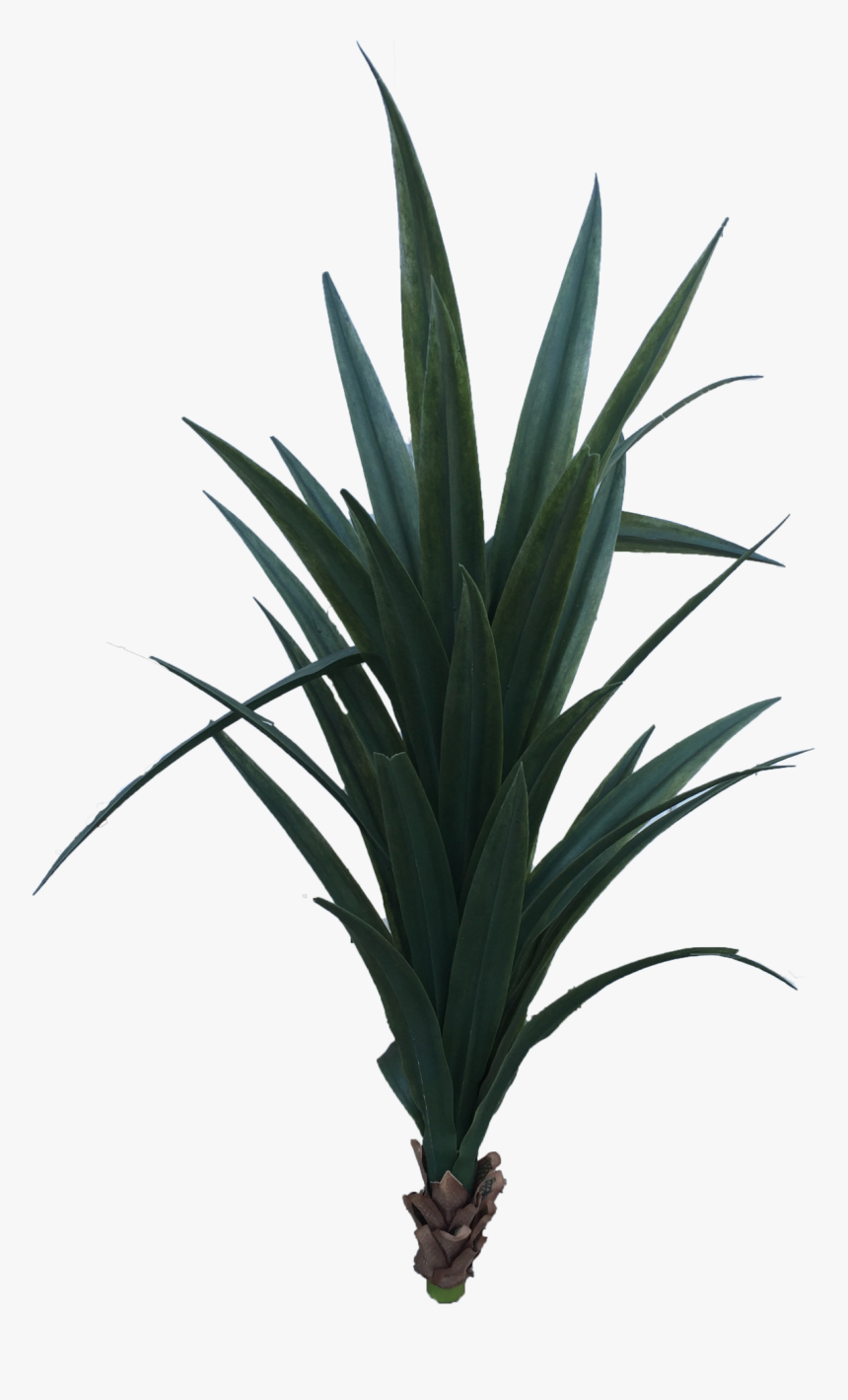 Transparent Yucca Plant Png - Houseplant, Png Download