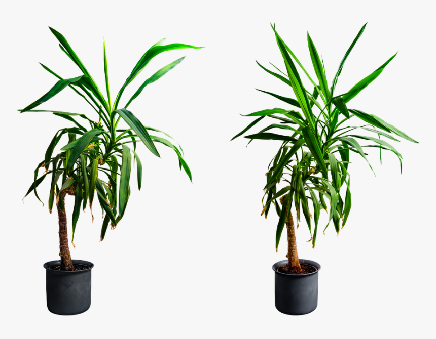 Yucca - Planta Png, Transparent Png