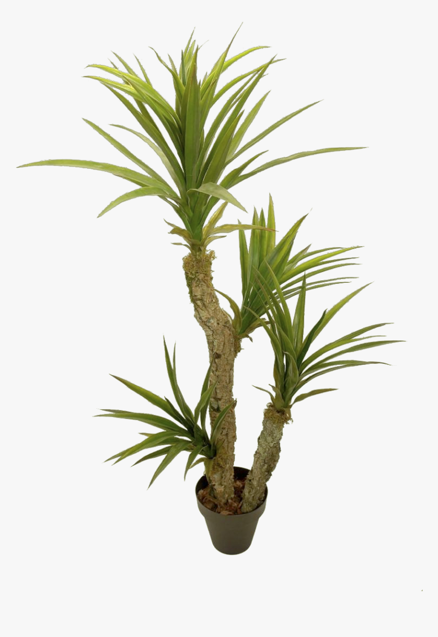 Yuca - Houseplant - Yucca Png, Transparent Png