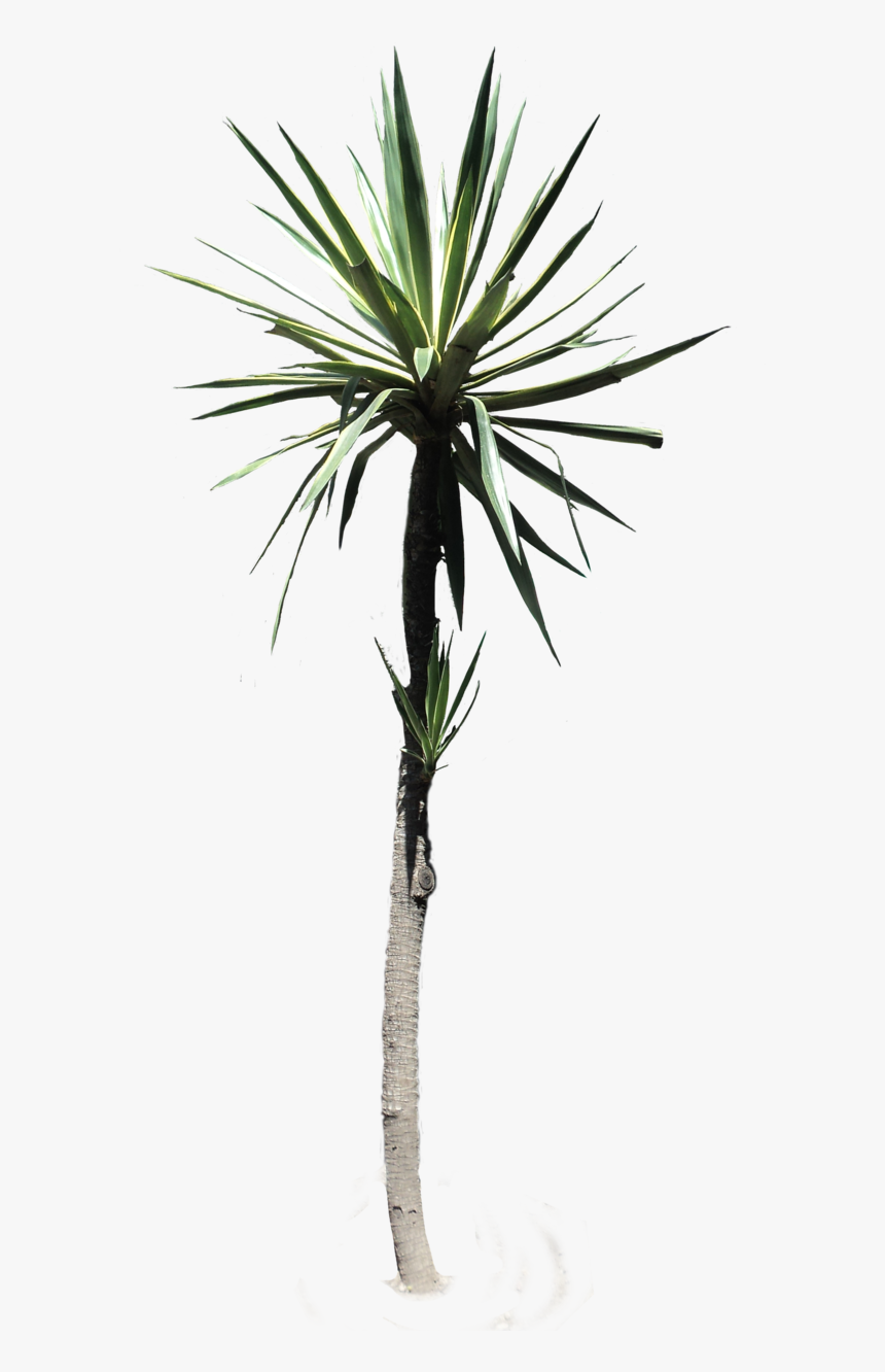 #palmtree #yucca #desertplant #tropical #plant #nature - Desert Plant Png, Transparent Png
