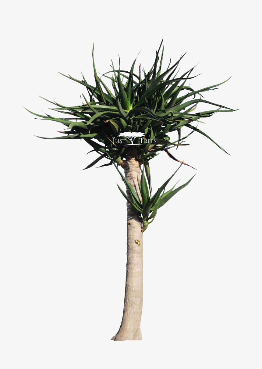 Aloe Drawing Yucca - Tree Aloe Clip Art, HD Png Download