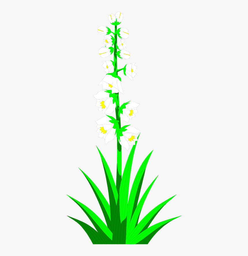 Transparent Cactus Clip Art, HD Png Download