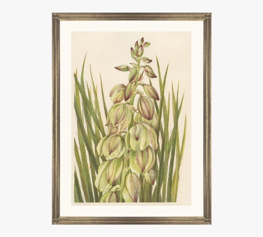 Picture Frame, HD Png Download