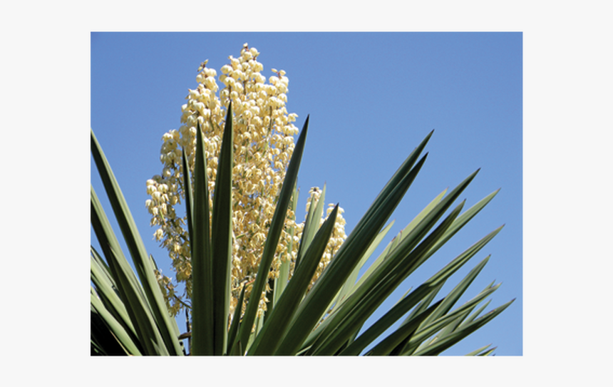 Yucca Schidigera Png, Transparent Png
