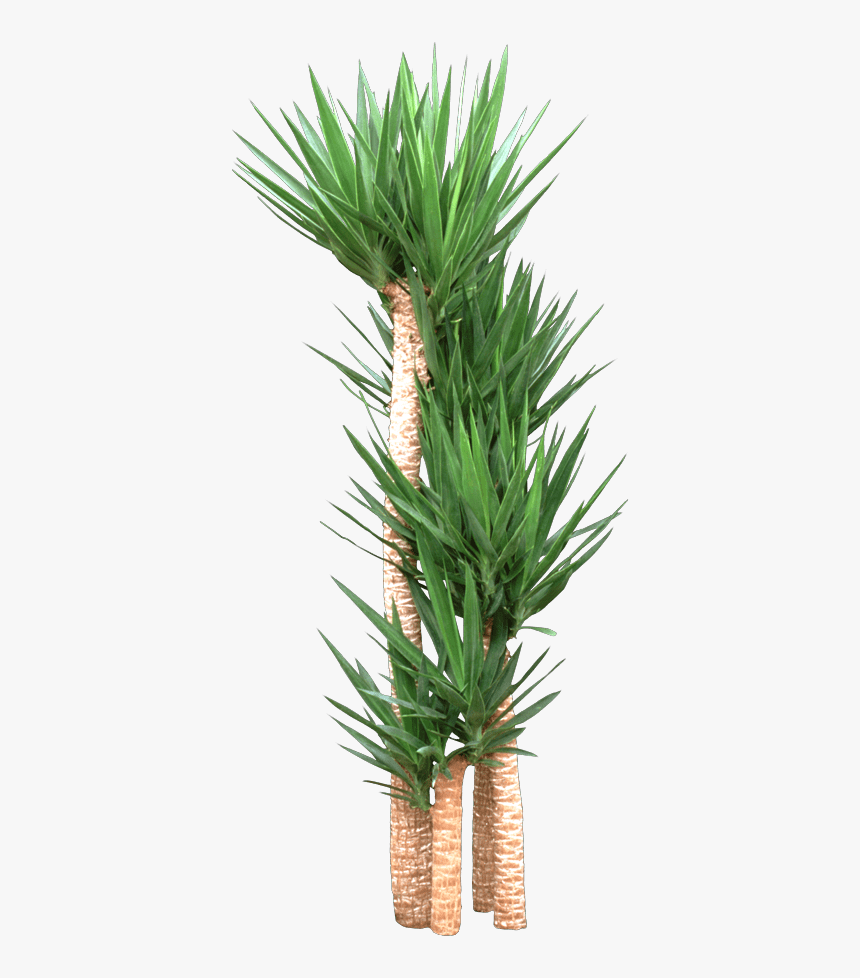 Houseplant, HD Png Download