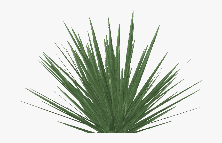 Transparent Yucca Plant Png - Phormium Tenax Png, Png Download
