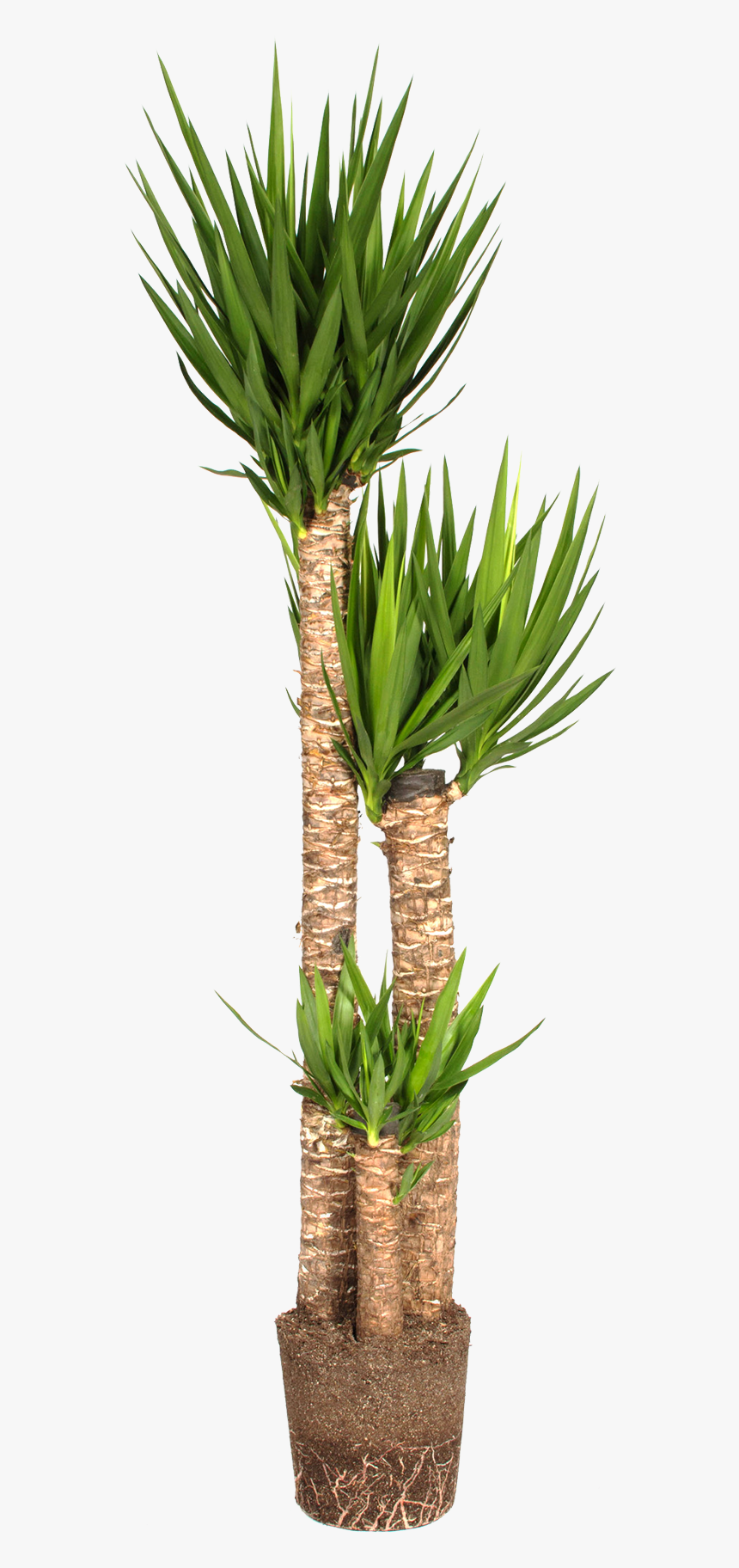 Flowerpot, HD Png Download