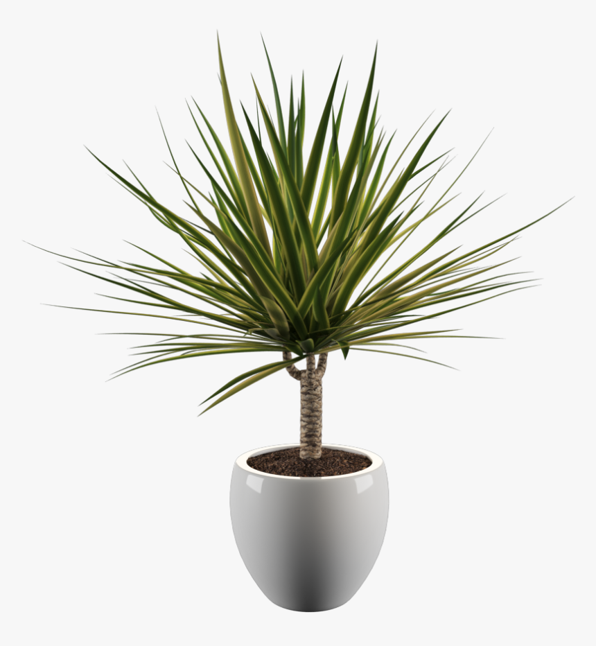 Yoga Plant , Png Download - Yucca Plant Png, Transparent Png