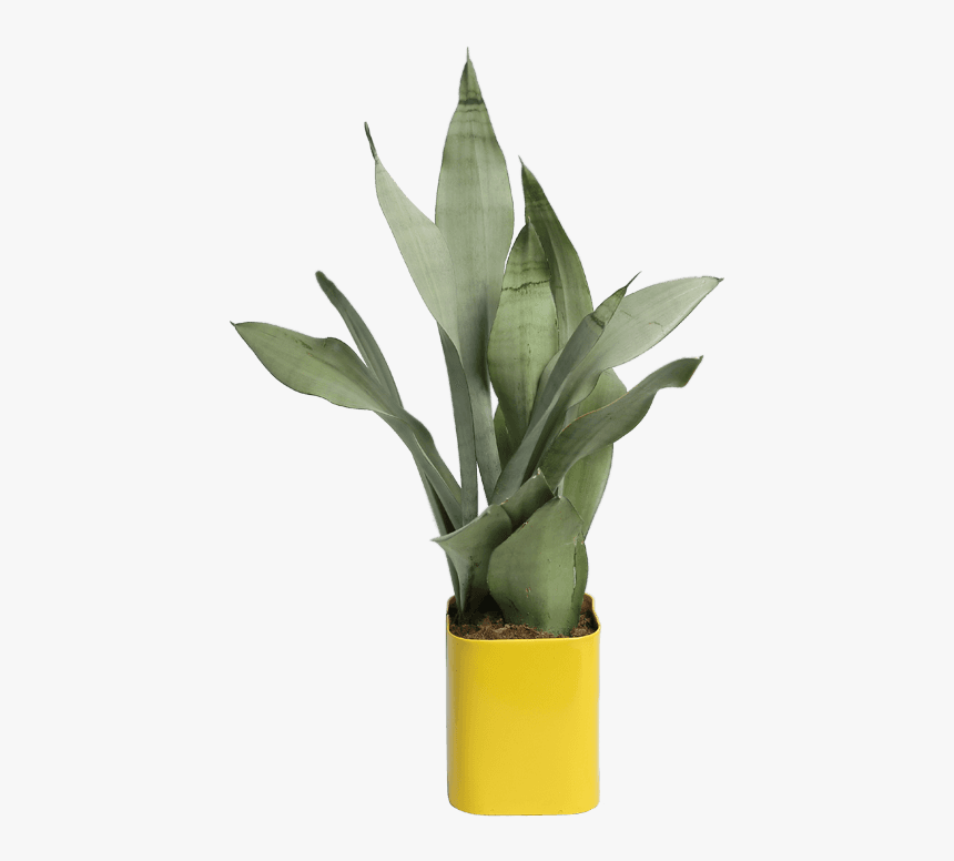 Agave, HD Png Download