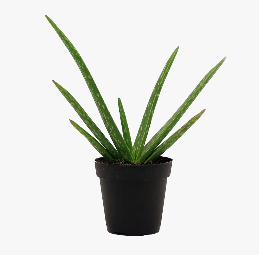 Aloe Vera Plant Png High-quality Image - Common Non Flowering Plants, Transparent Png
