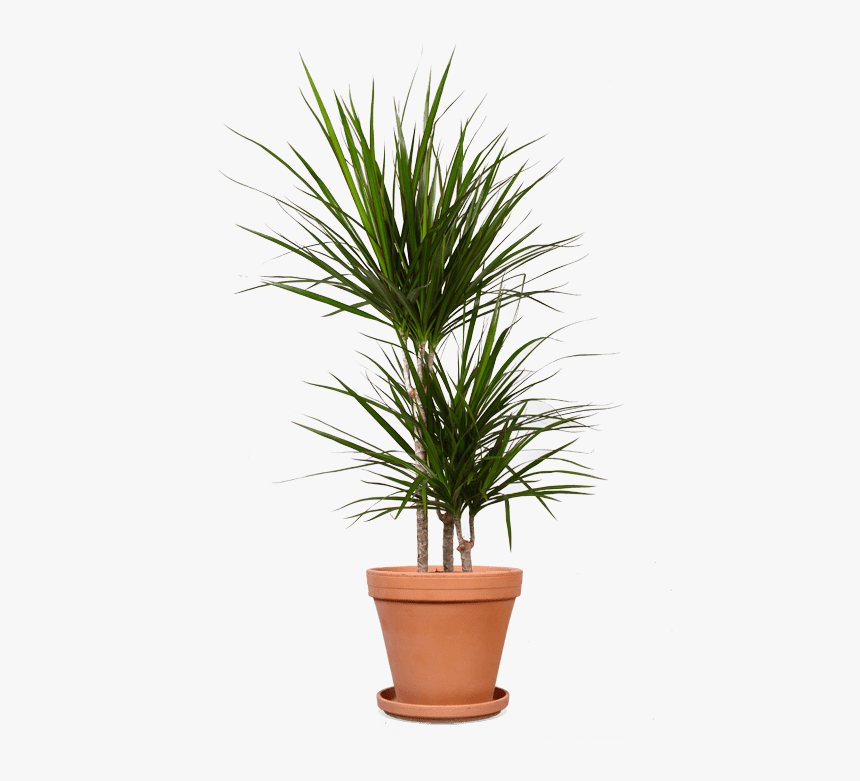 Драцена Биколор 2 Ствола, HD Png Download