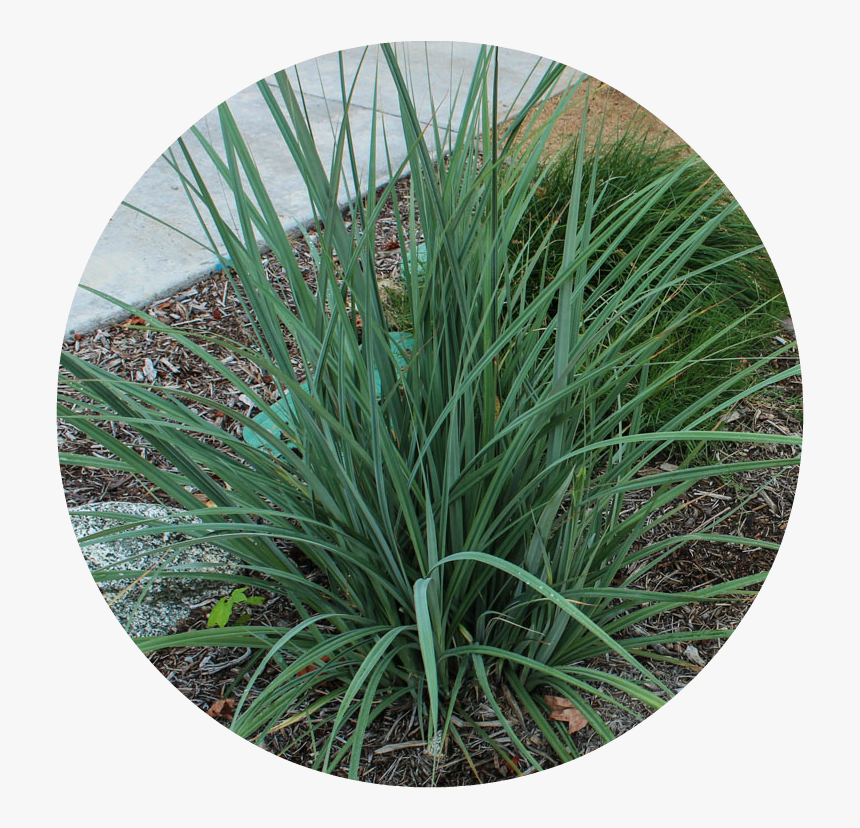 Yucca Plant Png, Transparent Png