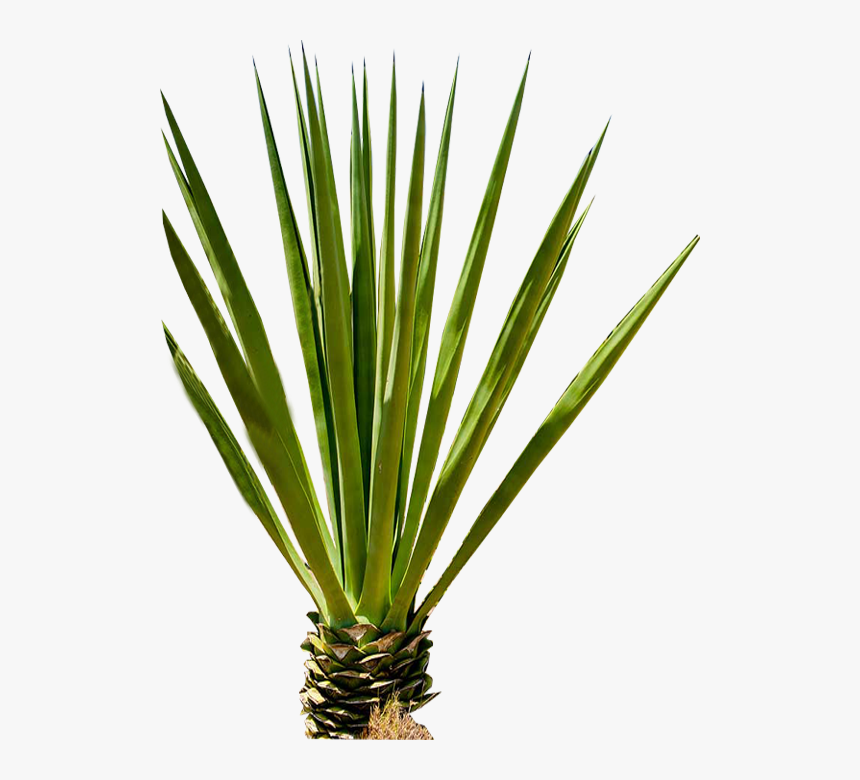 Transparent Yucca Plant Png - Grass, Png Download