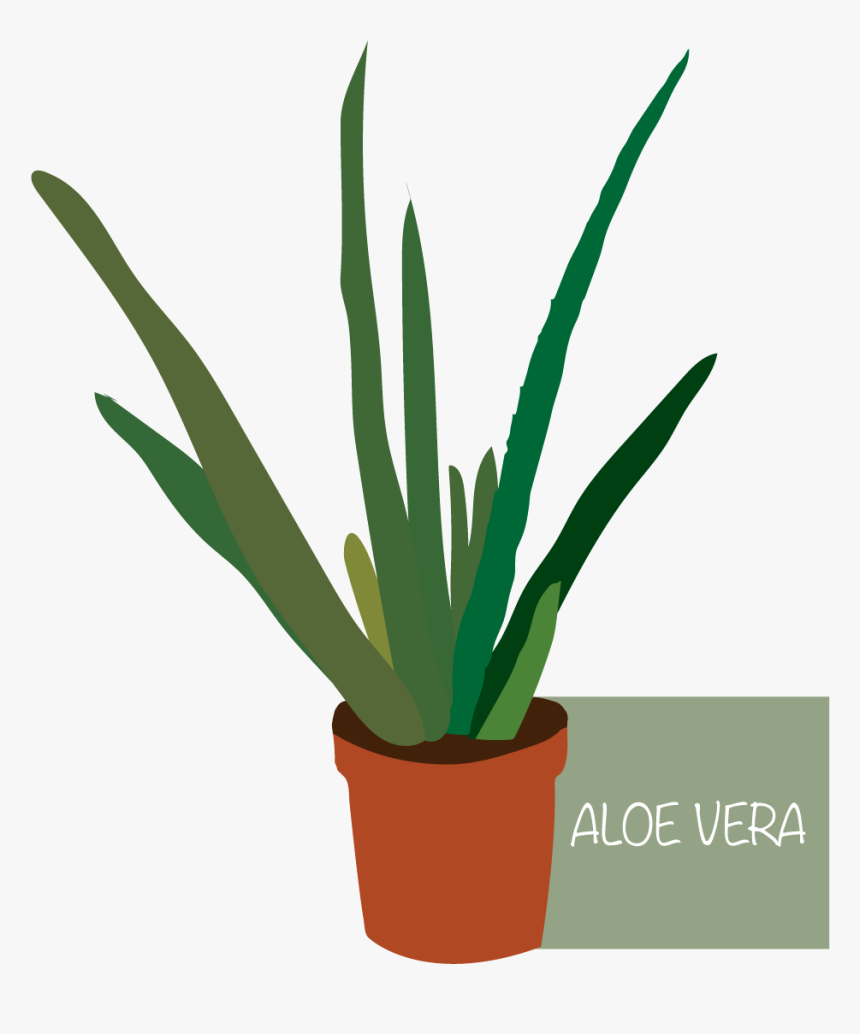 Flowerpot, HD Png Download