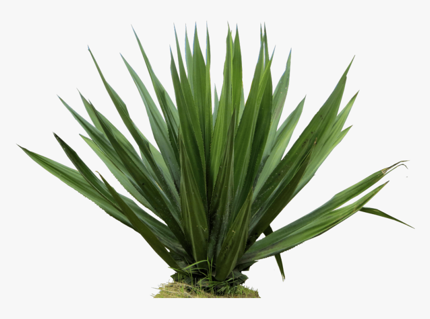 Furcraea Gigantea - Furcraea Png, Transparent Png