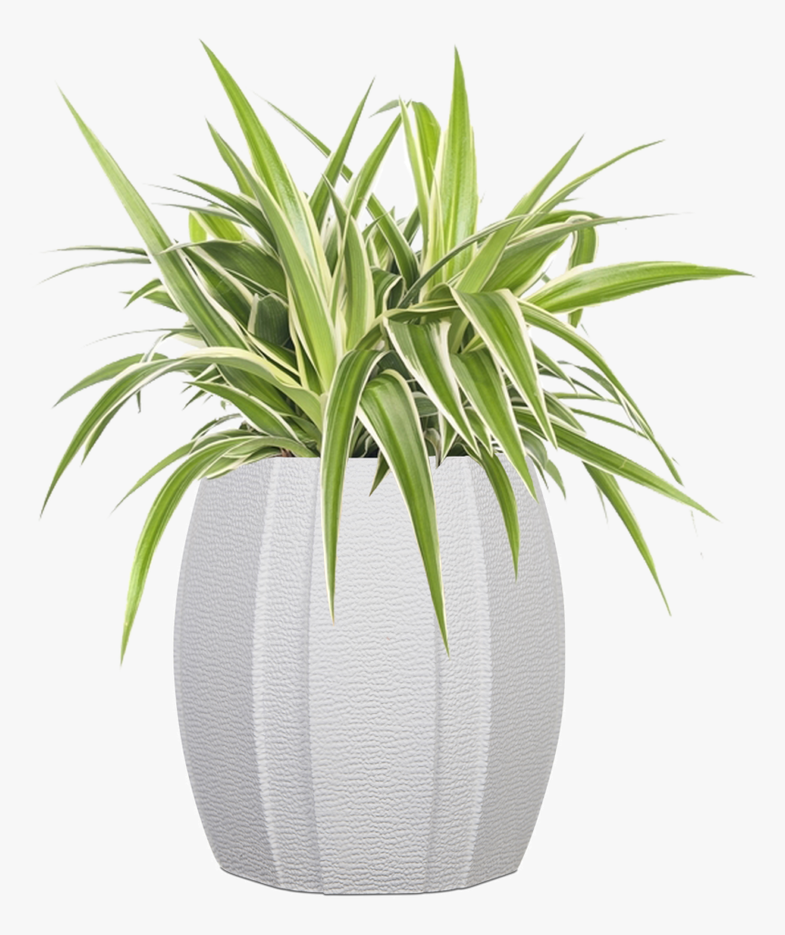 Graslelie Intratuin, HD Png Download