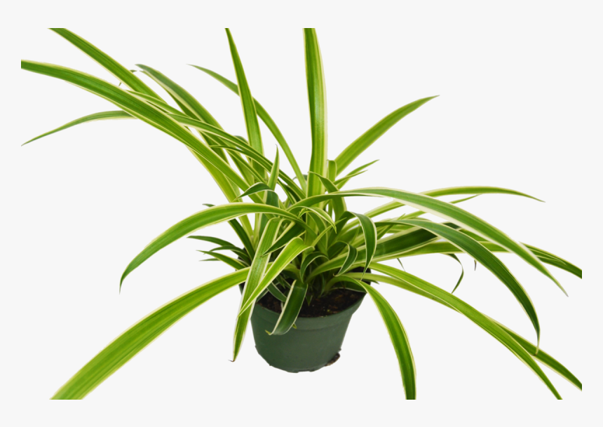 Houseplant, HD Png Download