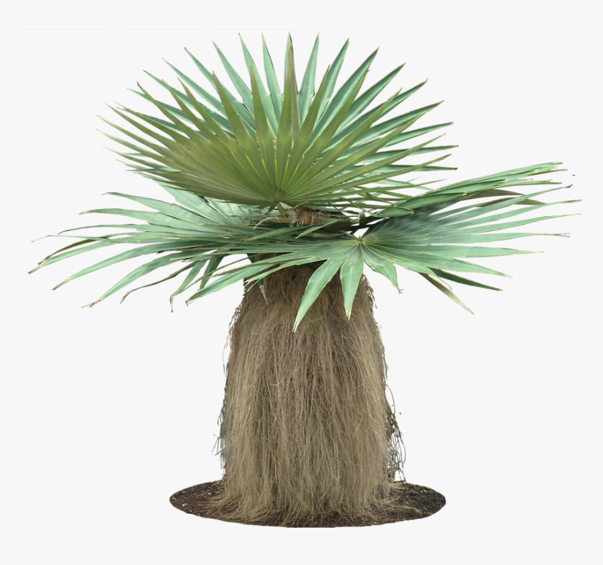 Coccothrinax Crinita, HD Png Download
