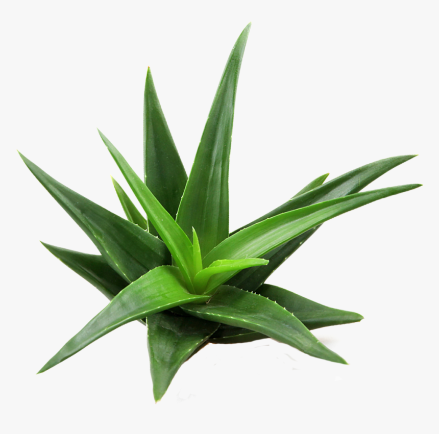 Aloe Vera Plant Top View, HD Png Download
