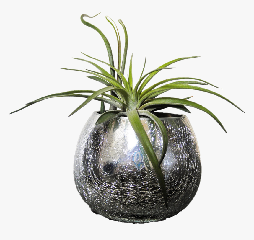 Tillandsia, HD Png Download