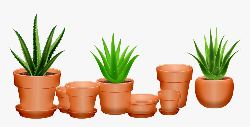 Aloe Vera, HD Png Download