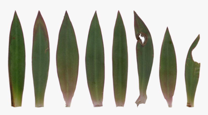 Agave, HD Png Download