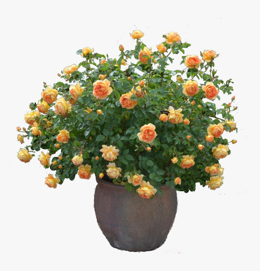 Flower Plant Png - David Austin Pat Austin, Transparent Png