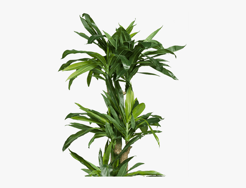Plant - Houseplant, HD Png Download
