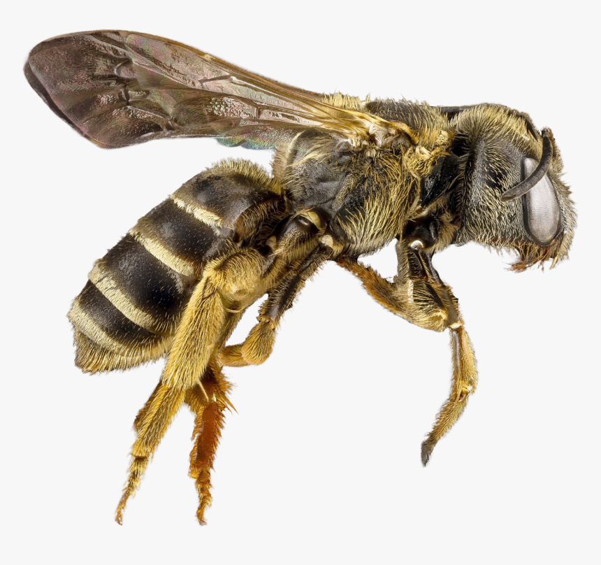 Bee Png, Transparent Png