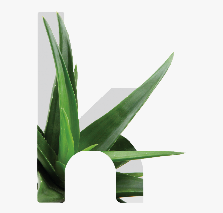 Kretaloe - Grass - Houseplant, HD Png Download