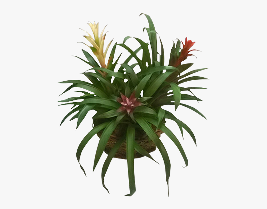 Yucca, HD Png Download