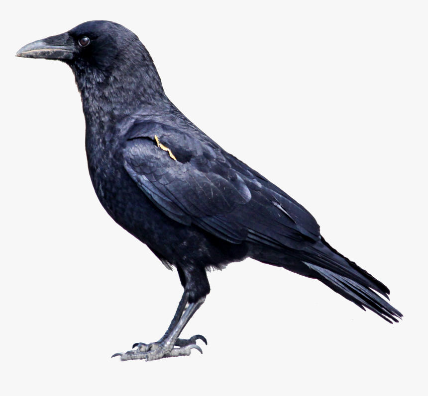 Crow Clipart Png - Crow Png, Transparent Png