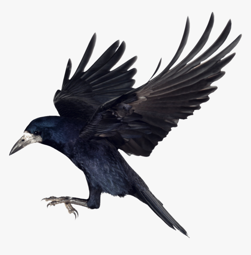Crow Png Clipart - Carrion Crow Png, Transparent Png