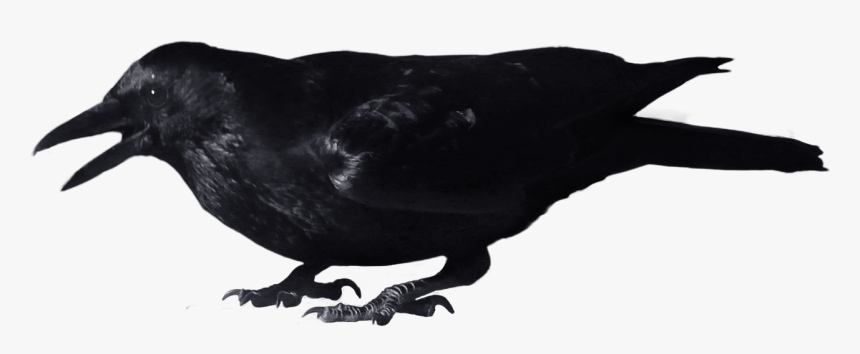Crow Clip Art - Corvo Png, Transparent Png