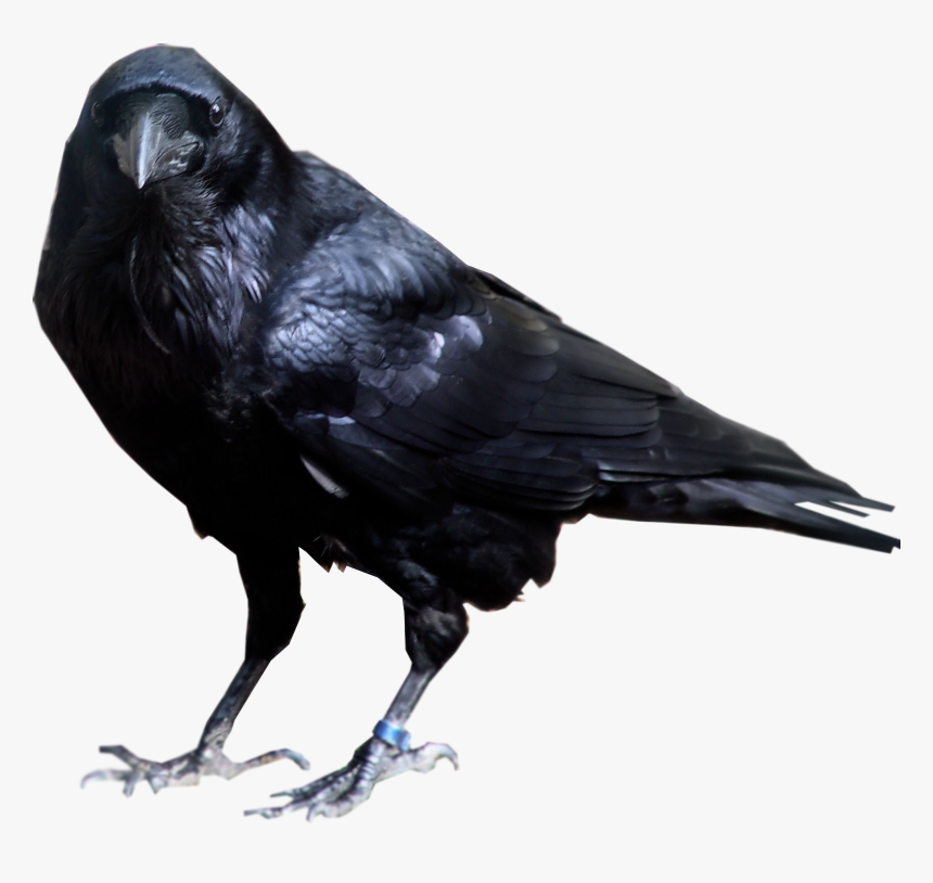 Transparent Background Crow Png, Png Download