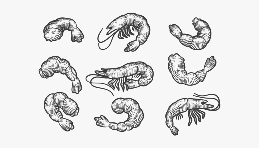Hand Drawn Prawns - Shrimp Sketch Png, Transparent Png