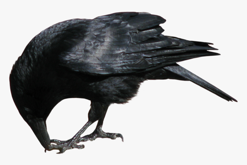 Crow Eating Png, Transparent Png