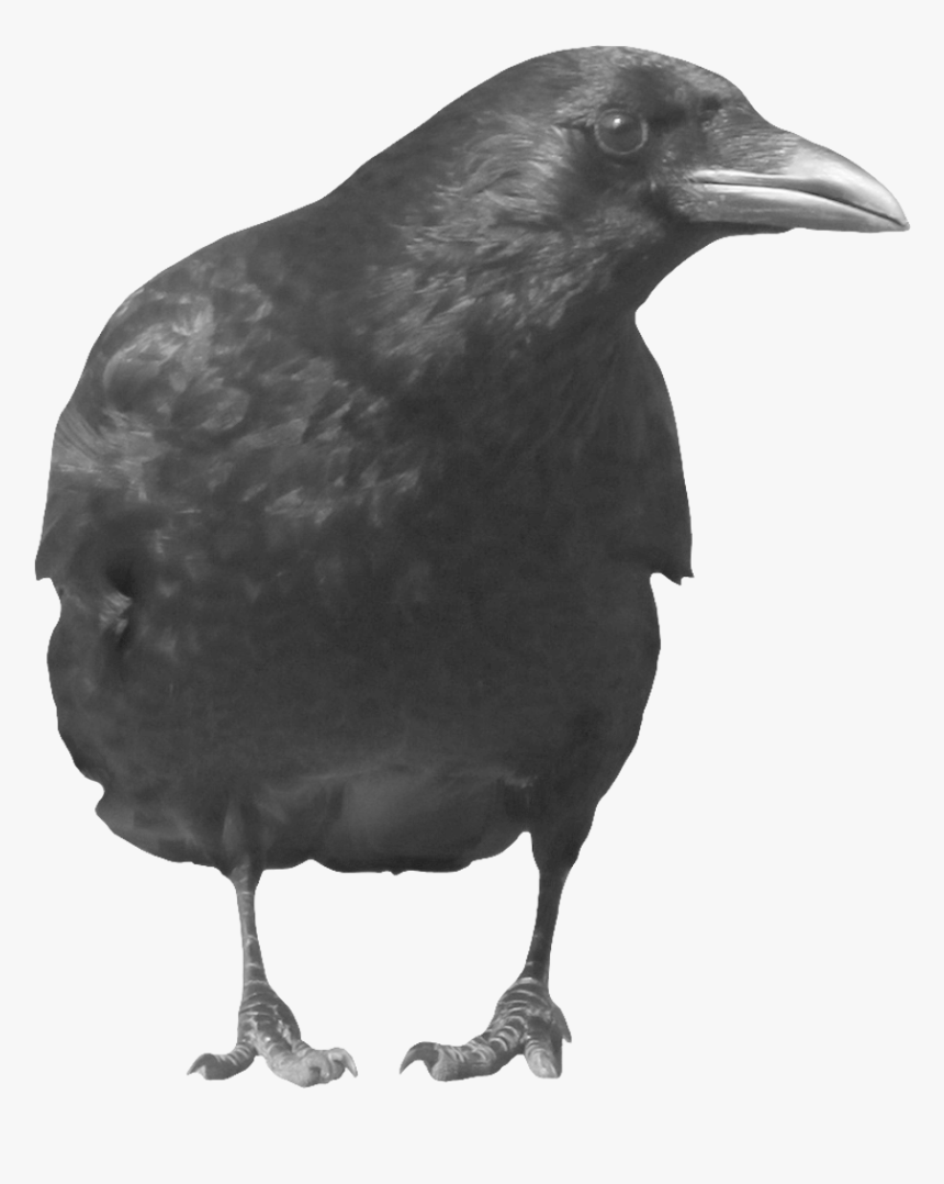 Grab And Download Crow Png In High Resolution - Crow Png, Transparent Png