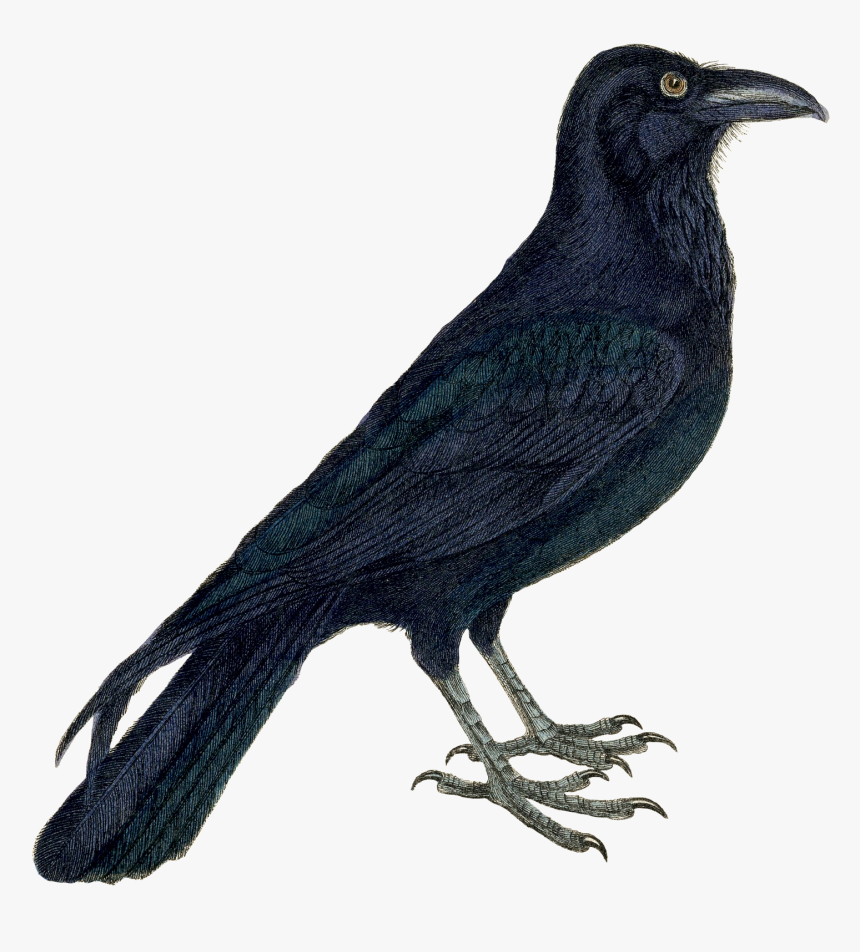 Transparent Crow Clipart Png - Crow Clipart, Png Download
