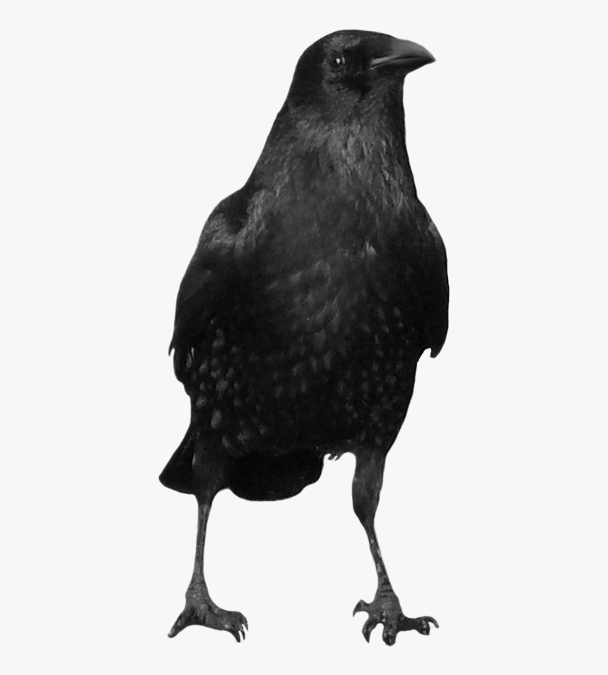 Now You Can Download Crow Png In High Resolution - Transparent Background Black Crow Png, Png Download